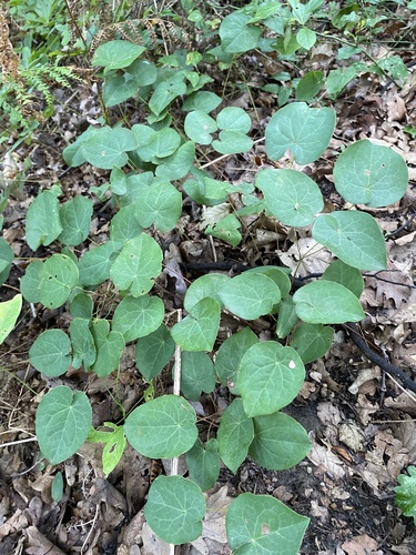 Image of Epimedium pinnatum by (c) Екатерина Кравцова, some rights reserved (CC BY)
