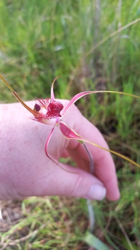Image of Caladenia georgei by (c) A.J. Anderson, some rights reserved (CC BY)