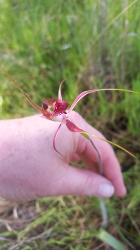 Image of Caladenia georgei by (c) A.J. Anderson, some rights reserved (CC BY)