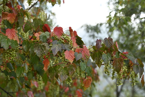 Image of Acer morrisonense by (c) 曾昱承 Yu-Cheng Zeng, some rights reserved (CC BY)