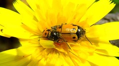 Cryptocephalus rugicollis