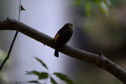 Yellow-rumped Honeyguide (Indicator xanthonotus)