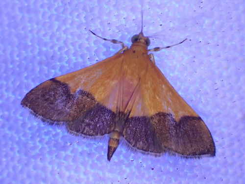 Pyrausta augustalis photo 4