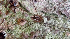 Dasylobus argentatus