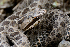 Crotalus triseriatus