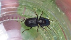 Dixus clypeatus