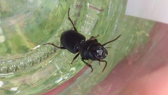 Dixus clypeatus