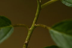 Frangula crenata, photograph (c) 曾昱承 Yu-Cheng Zeng, some rights reserved (CC BY)