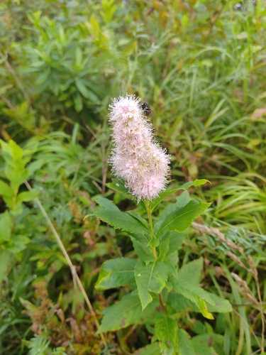 Spiraea salicifolia