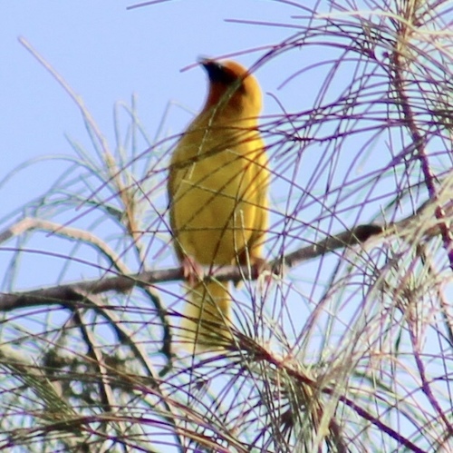 Ploceus subaureus