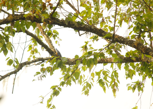 Beautiful Nuthatch (Sitta formosa), photo 2