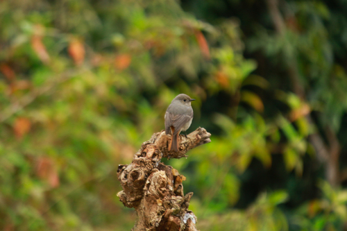 Hodgson's Redstart (Phoenicurus hodgsoni), photo 9