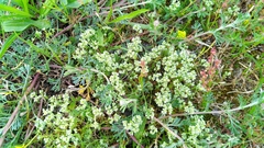 Scleranthus perennis