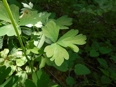 Aquilegia dumeticola