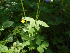 Aquilegia dumeticola