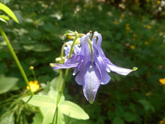 Aquilegia dumeticola