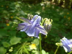 Aquilegia dumeticola