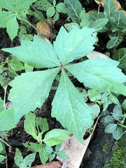 Parthenocissus quinquefolia