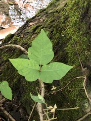 Toxicodendron radicans
