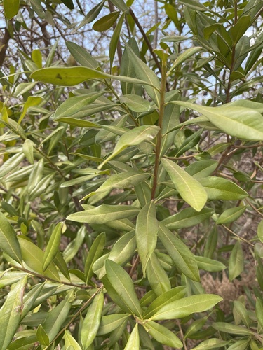 Image of Warburgia salutaris by no rights reserved