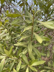 Warburgia salutaris, photograph author not stated, no rights reserved