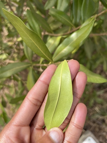 Warburgia salutaris, photograph 5
