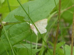 Chytolita morbidalis