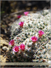 Mammillaria perbella