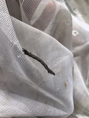 Euchlaena marginaria