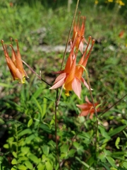Aquilegia desertorum