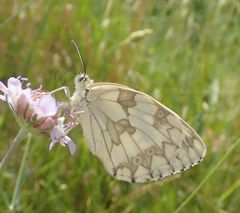 Melanargia lachesis