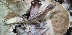 Anolis uniformis