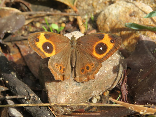 Mycalesis oculus