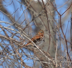 Passerella iliaca iliaca
