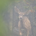 Cedros Island Mule Deer - Photo (c) marioleal85, some rights reserved (CC BY-NC), uploaded by marioleal85