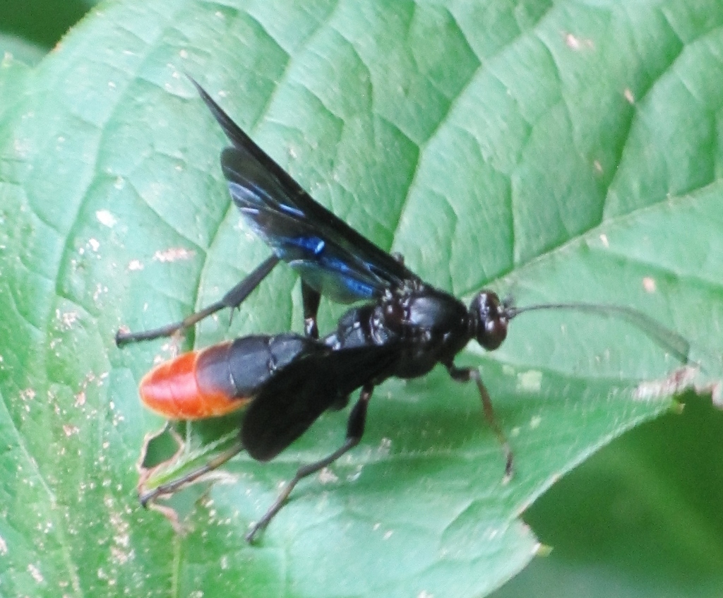Saranaca apicalis