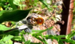 Eucera nigrescens