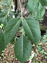 Toxicodendron radicans