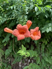 Campsis radicans