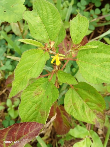 Corchorus aestuans iNat (3)