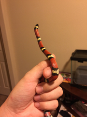 Lampropeltis gentilis