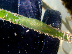 Phyllaplysia taylori