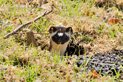 Neogale frenata frenata