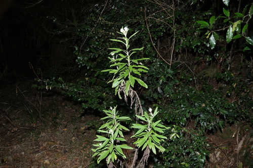 Image of White Paper Daisy (Coronidium elatum) by (c) Greg Tasney, some rights reserved (CC BY-SA)