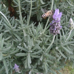 Apis mellifera