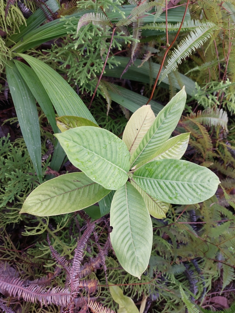 Timonius amboinicus