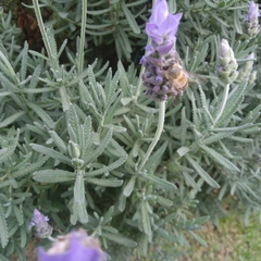 Apis mellifera