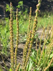Plantago eriopoda