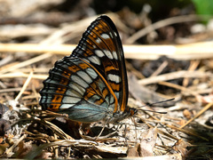 Limenitis populi