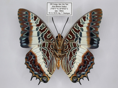 Charaxes brutus angustus